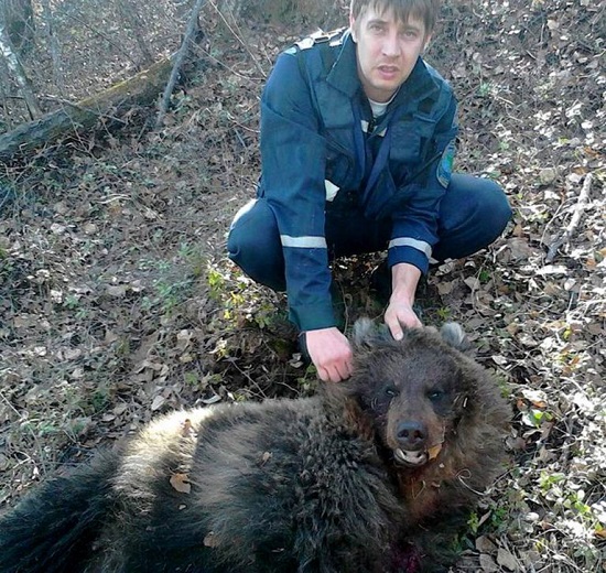 القبض على الدب الشرس الذى هاجم السيدة  -اليوم السابع -6 -2015