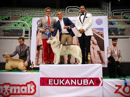 حصول آيس على لقب أجمل كلب محلى ودولى فى مصر سنه 2014  -اليوم السابع -6 -2015