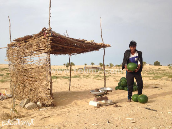زراعة البطيخ السيناوى فى مزارع  بمناطق رمليه منخفضه  -اليوم السابع -6 -2015