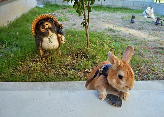 الأرنب يحاول تسلق السلم. -اليوم السابع -6 -2015