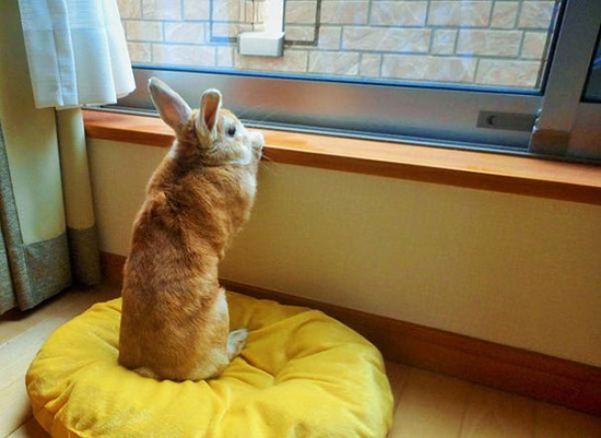 الأرنب يحاول النظر من النافذة -اليوم السابع -6 -2015