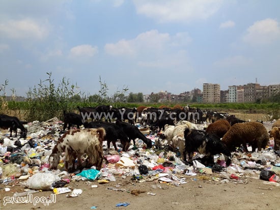  الزبالة تملأ شوارع العاصمة  -اليوم السابع -6 -2015