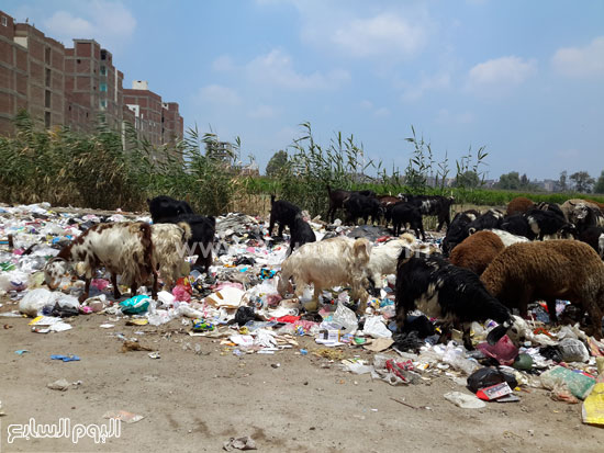  مياة الصرف الصحى والقمامة تملأ شوارع دمنهور -اليوم السابع -6 -2015