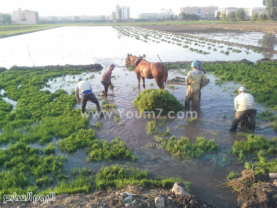  حصان يمشي في الوحل لتنزيل شتلات الأرز  -اليوم السابع -6 -2015