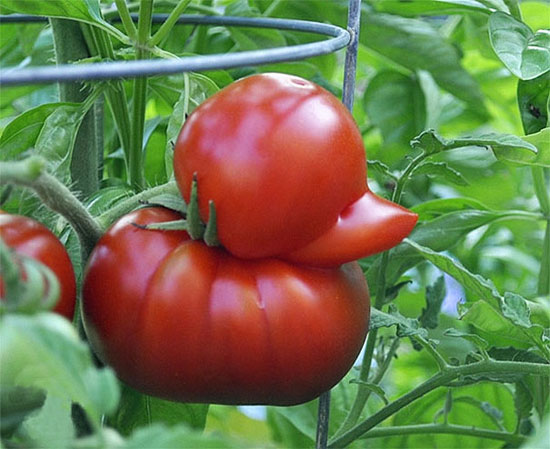 طماطم تجسد شكل البطة  -اليوم السابع -6 -2015