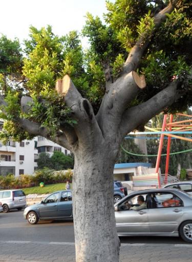 قطع الأشجار سلوك انتشر مؤخرا فى الشارع المصرى -اليوم السابع -6 -2015