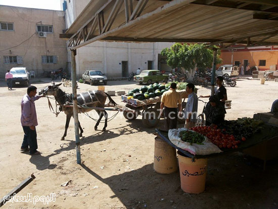  عربة كارو تحمل البطيخ -اليوم السابع -6 -2015