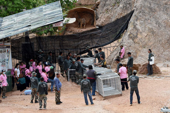 العثور على جثث 40 شبل نمر فى معبد بوذى فى تايلاند (11)
