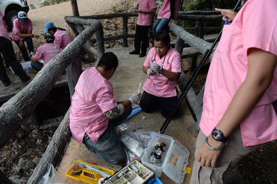 العثور على جثث 40 شبل نمر فى معبد بوذى فى تايلاند (13)