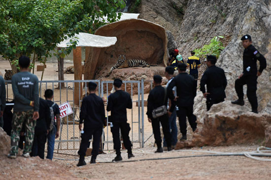 العثور على جثث 40 شبل نمر فى معبد بوذى فى تايلاند (3)
