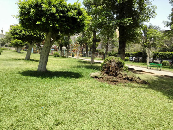 قطع أشجار نادرة فى حديقة ابن سندر لإقامة ملعب كرة  (3)