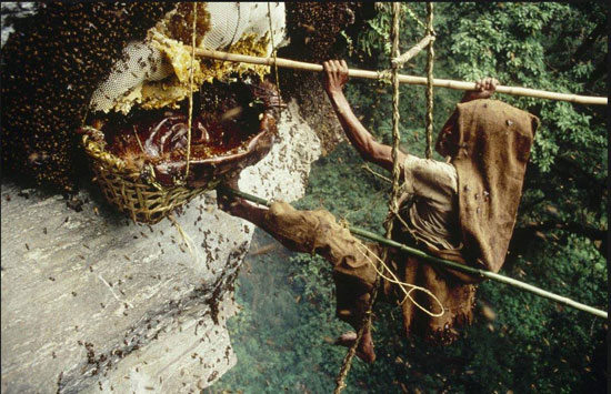 صيادين-العسل-في-جبال-الهيمالايا--(5)