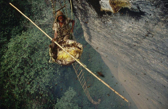 صيادين-العسل-في-جبال-الهيمالايا--(10)