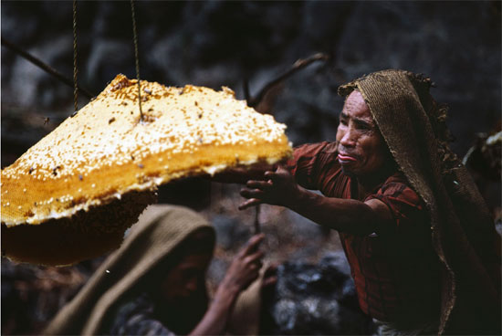 صيادين-العسل-في-جبال-الهيمالايا--(11)