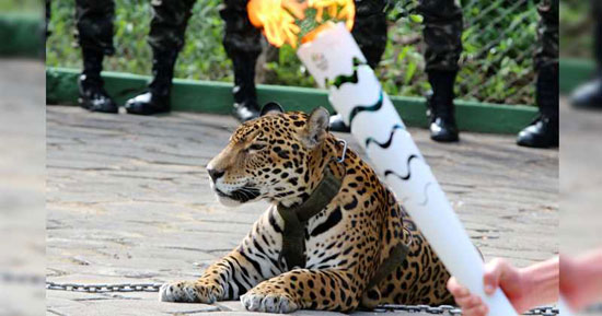 مقتل نمر خلال عرض بالشعلة الأولمبية فى البرازيل يثير الجدل حول ريو 2016 (1)