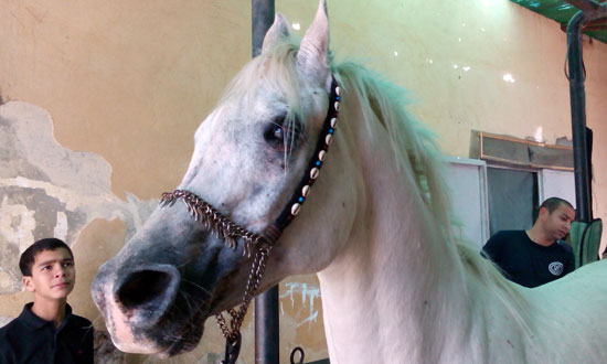 علاج حصان من السرطان بالذهب (1)