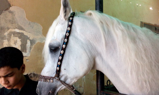 علاج حصان من السرطان بالذهب (2)