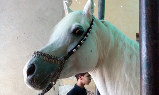 علاج حصان من السرطان بالذهب (3)