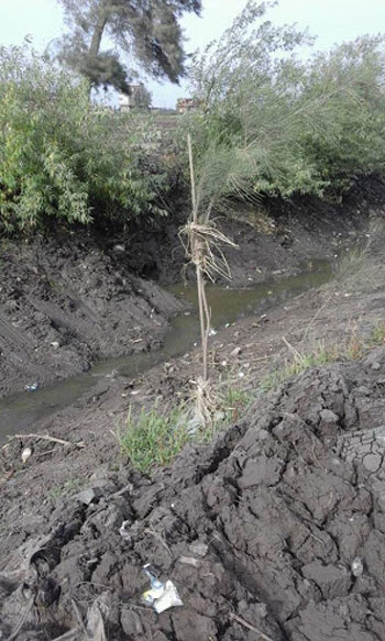 نقص المياه يهدد بتجريف الأراضى الزراعية بالمنيا (4)