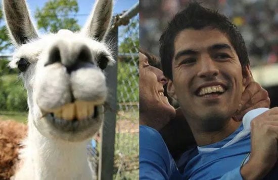 لويس سواريز والحمار -اليوم السابع -7 -2015