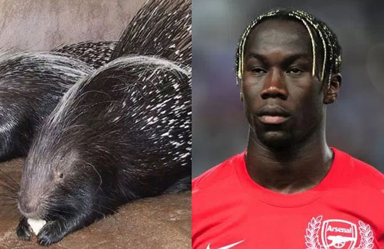 بكارى سانيا والنيص -اليوم السابع -7 -2015