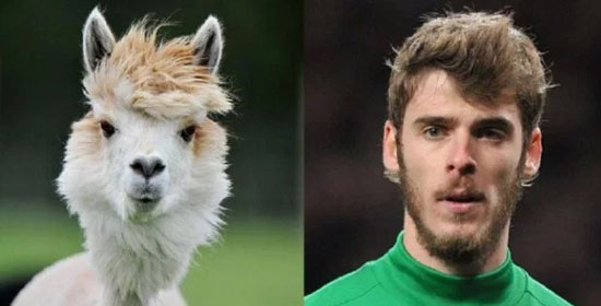 دى خيا وحيوان الألبكة  -اليوم السابع -7 -2015