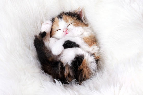 قطة تنام على ظهرها بشكل مضحك -اليوم السابع -7 -2015