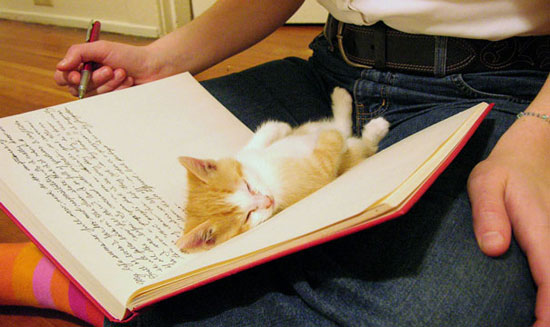 قطة صغيرة تنام داخل الكتاب -اليوم السابع -7 -2015