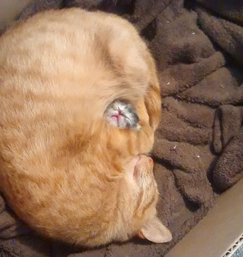  قطط تنام على طريقة قطة داخل قطة -اليوم السابع -7 -2015