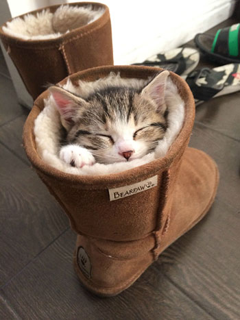 لا تندهش عندما ترى قطتك تنام داخل الحذاء -اليوم السابع -7 -2015