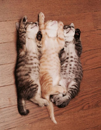  3 قطط تنام على الأرض مستلقاة فى وضع مضحك -اليوم السابع -7 -2015