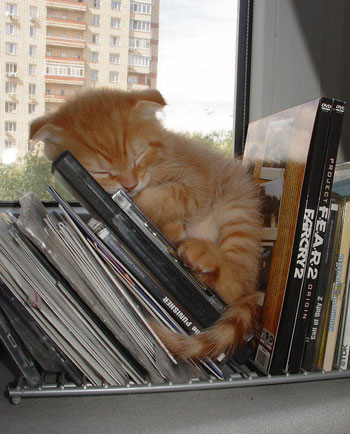 قطة تنام بين الكتب فى وضع غريب  -اليوم السابع -7 -2015
