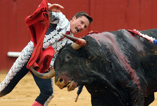  المصارع الإسبانى Diego Urdiales يتفاعل مع الثور -اليوم السابع -7 -2015