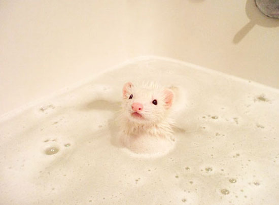 فأر الهامستر يتمدد فى الماء بمنتهى الاسترخاء -اليوم السابع -7 -2015