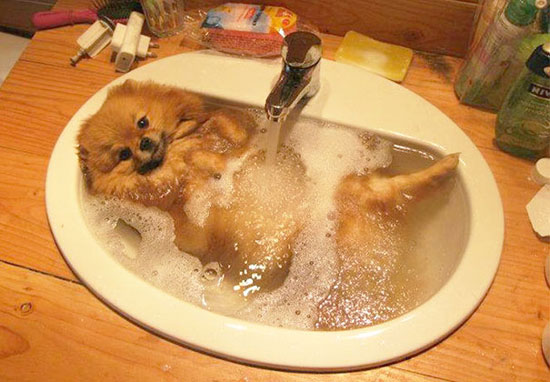  كلب يجلس فى الحوض ويستمتع بالماء وفقاقيع الصابون  -اليوم السابع -7 -2015