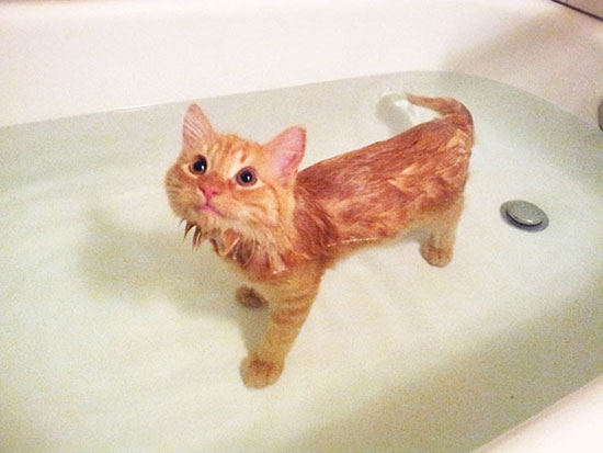 قطة أخذت حمامها للتو -اليوم السابع -7 -2015