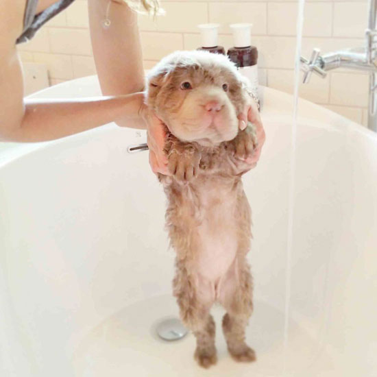 تونكى أثناء الاستحمام يمتلك بطن كالدببة -اليوم السابع -7 -2015