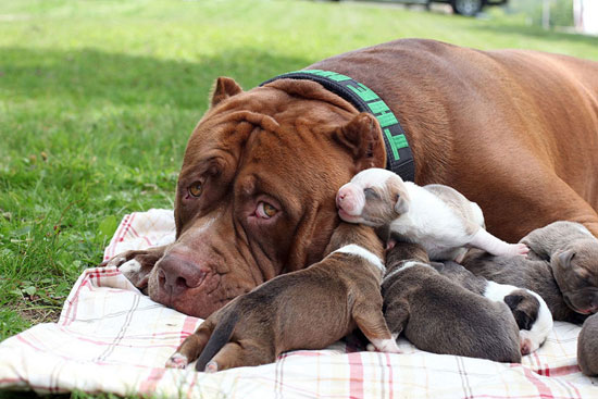 الكلبة إلى جانب أولادها بعد الولادة -اليوم السابع -7 -2015