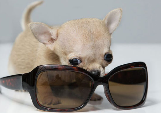 الكلب تودى داخل نظارة شمسية -اليوم السابع -7 -2015