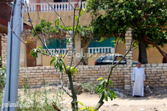 شجرة مانجو بعد إصابتها بالأمراض وتقلبات الجو وتساقط أوراقها وثمارها -اليوم السابع -7 -2015