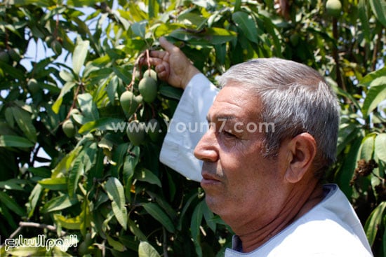 أحد المزارعين يشير إلى ثمار المانجو المتساقطة -اليوم السابع -7 -2015
