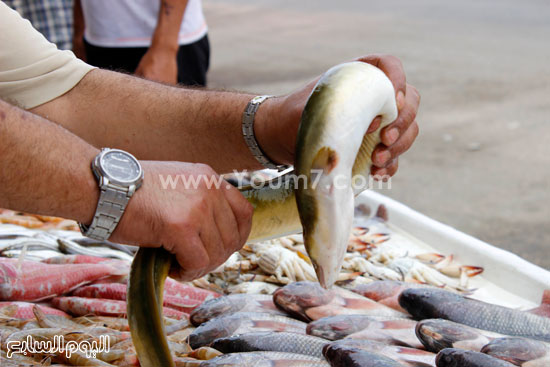 ثعبان البحر أحد الاسماك النادرة ببحيرة التمساح  -اليوم السابع -7 -2015