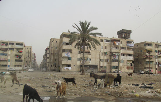  الماعز تتجول أمام الوحدات السكنية الصورة رقم -اليوم السابع -7 -2015