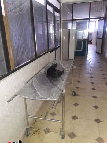 القطط داخل مستشفى حميات أبو المطامير (10)