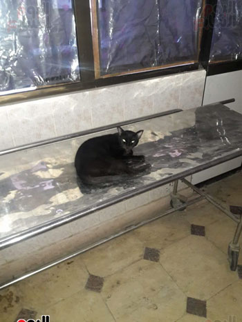 القطط داخل مستشفى حميات أبو المطامير (6)