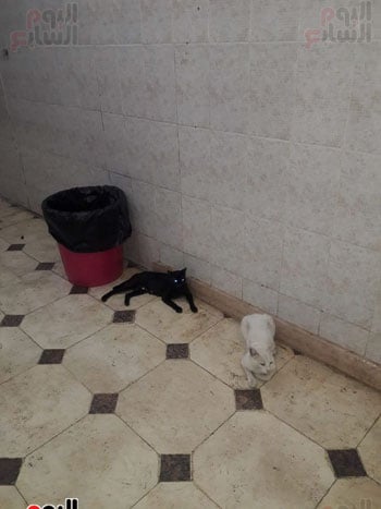 القطط داخل مستشفى حميات أبو المطامير (7)