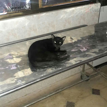 القطط داخل مستشفى حميات أبو المطامير (8)