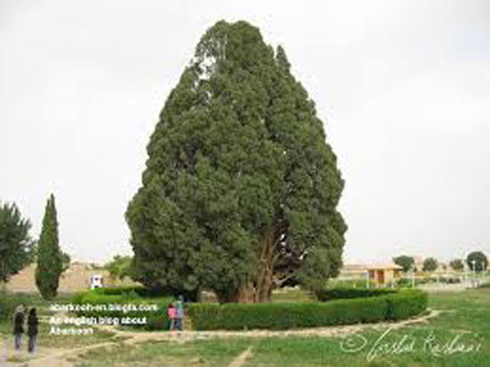 2 -شجرة سرو – إيران