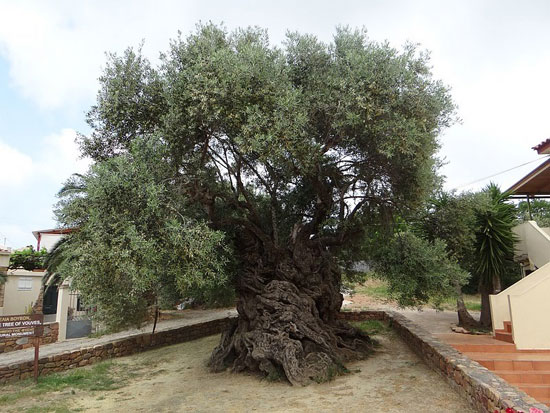 6 -شجرة الزيتون فى اليونان