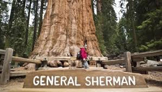 7 شجرة الجنرال شيرمان ..2500 عاما